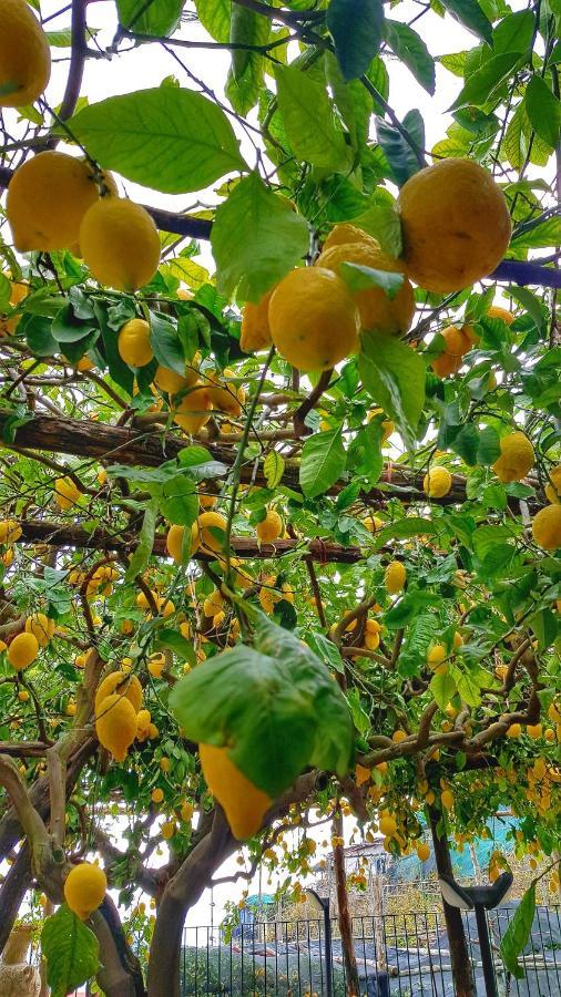 Вилла Il Limoneto Degli Angeli Минори Экстерьер фото